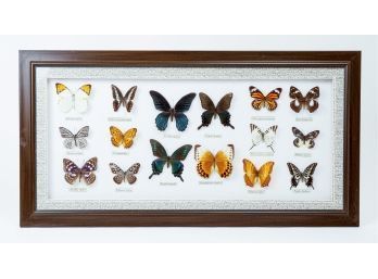 Shadowbox Framed Collection Of 16 Butterfly Specimens