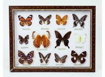 Shadowbox Framed Collection Of 12 Butterfly Specimens