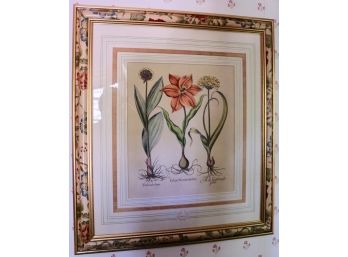 Pair, Beautiful Antique Basilius Besler Hand-colored Botanical Prints In Hand-painted Frames