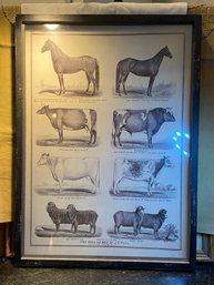 Livestock Print Framed. Vintage Looking 16' X 23'