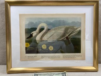 13.5'x 17 ' Frame-  Vintage Whistling Swan Print