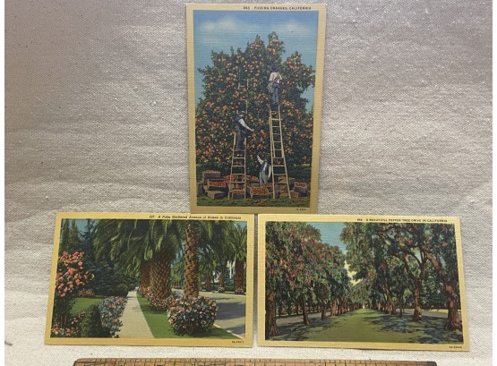 Vintage California Postcards, Set Of Three, Unused