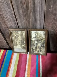 Pair Of Framed Photographs Of Redwood Forests. JH