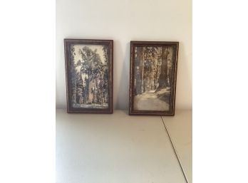 Pair Of Vintage Redwood Forest Photos