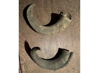 Pair Of Authentic Rams Horns