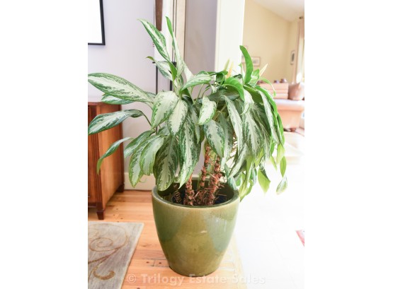 Large Potted Plant - Peace Lily