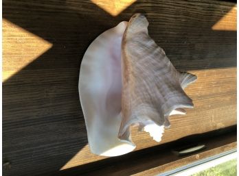 Large Conch