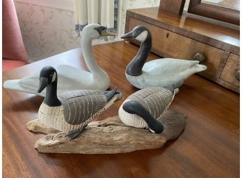 Canadian Geese On Driftwood And Swans
