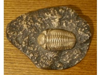 Phacaps Rawa/ Devonian Period 375 -325 Million Years Ago Bronze Fossil 6 X 4