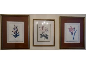 Lot Of 3 Botanical Prints