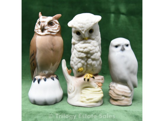 Who, Who, Who Loves Owls?