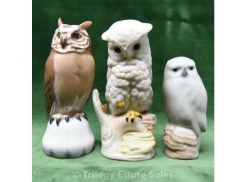 Who, Who, Who Loves Owls?