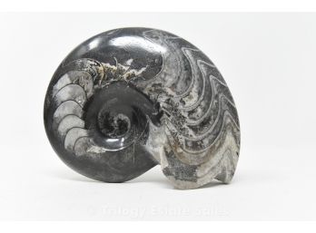 Fossilized Nautilus Shell