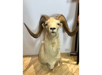Vintage Stone Sheep Ram's Head Large Excellent Lodge Mountain House!