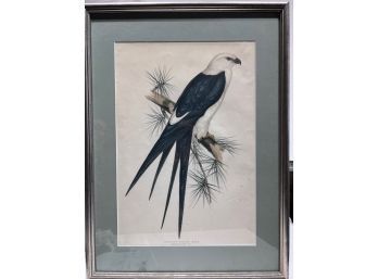 Gould Birds Of Europe Pl. 30, Swallow-Tailed Kite Hand-colored Lithograph, 1832-1837 21 3/8' X 14 3/8'
