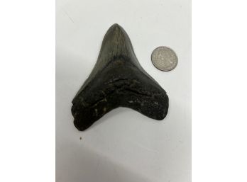 Old Megalodon Shark Tooth 3 3/4