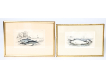 (19th c) ENGRAVINGS 'WHITE WHALE & DOLPHINS'