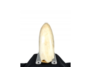 *ANTIQUE TOOTH, ONE SIDE POLISHED