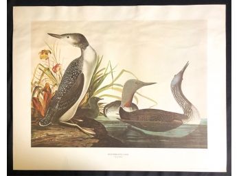 VINTAGE AUDOBON RED-THROATED LOON PRINT