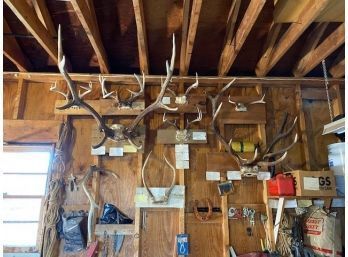 INTERESTING LOT OF MOUNTED ANTLERS