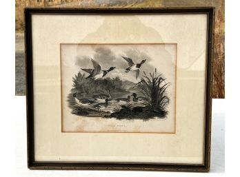 'WILD FOWL' ETCHING MAY 1, 1802 BY BUNNEY AND GOLD