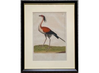 FRANCOIS MARTINET HAND COLORED ENGRAVING OF A BIRD