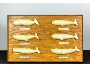 (6) CARVED & MOUNTED WHALE EXAMPLES