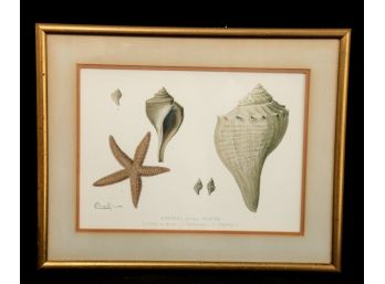 PAIR OF DECORATIVE OYSTER PRINTS