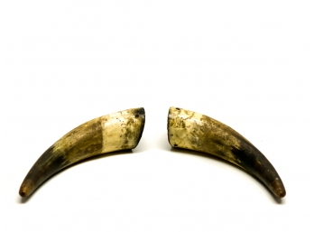 PAIR OF PREVIOUSLY MOUNTED ANIMAL HORNS