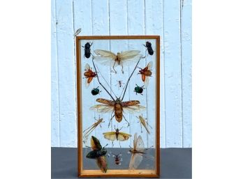 VINTAGE CASED SPECIMEN COLLECTION OF INSECTS