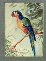 40. Watercolor. Parrot. Inf. At Reverse Re: Artist