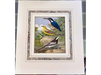 19th C. Chromolitho With Custom Mat, Marbled Border: Kingfisher, Yellow Wagtail & Pied Wagtail