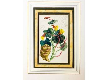 19th Century Hand-Colored Botanical Print: Tropaeolum Tuberosum Or Masha
