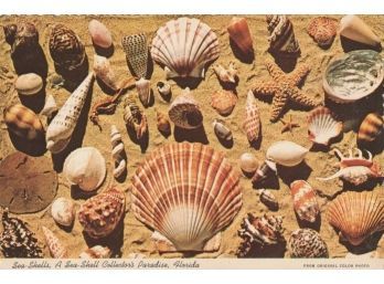 Vintage Unused Postcard Seashells Florida Old Ephemera Advertising Beach