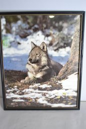 Wolf Photo Print