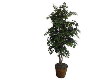 Faux Artificial Ficus Tree In Wicker Pot - Tall 67' Tall And Approximately 36' Wide At Its Widest Point