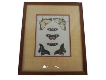 Antique Vintage Butterflies And Or Moths, Chromolithography, Naturalist Prints 2 Of 3 Available - Great Frames