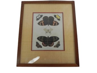Antique Vintage Butterflies And Or Moths, Chromolithography, Naturalist Prints 3 Of 3 Available - Great Frames