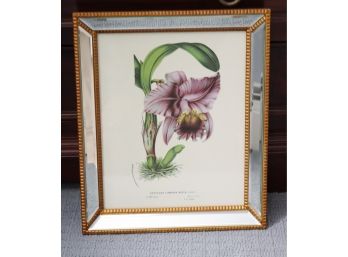 MIRROR & Gold Framed Two's Company Floral Botanical Print CATTLYEA LABIATA PICTA