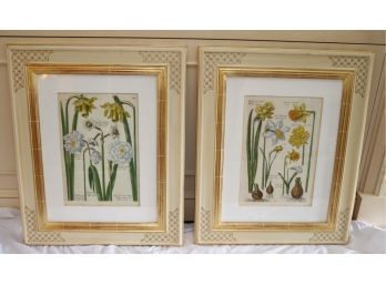 2 Framed Botanical Latin Flower Prints