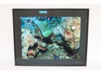 Green Moray Eel Picture Framed
