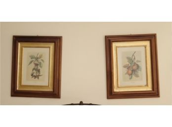A Pair Of Framed Botanical Pictures