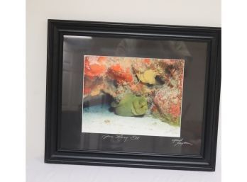 Framed Green Moray Eel Picture Grand Cayman