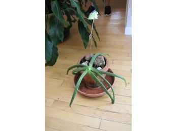 Aloe Plant (P-2)