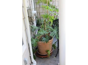 Large Poted Plant. (F-20)