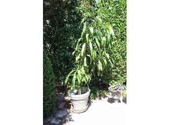 Large Potted Plant (F-24)