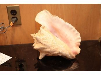 Vintage Conch Sea Shell