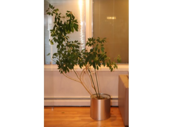 Indoor Tree House Plant In Aluminum Pot