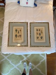 A Pair Of Frame Sea Shell Prints