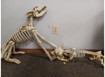 Dog Skeletons